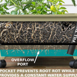2342-1HD_roots_newsand copy