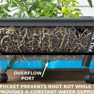 2346_roots_EXPLAINED