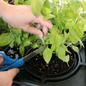 2370_Pruning1_websize