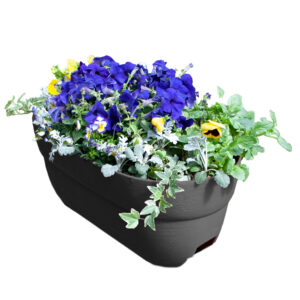 2446_isolated_flowers